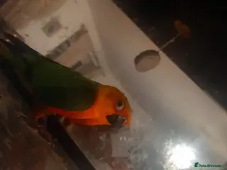 Conures birds Female concore - Advert 2