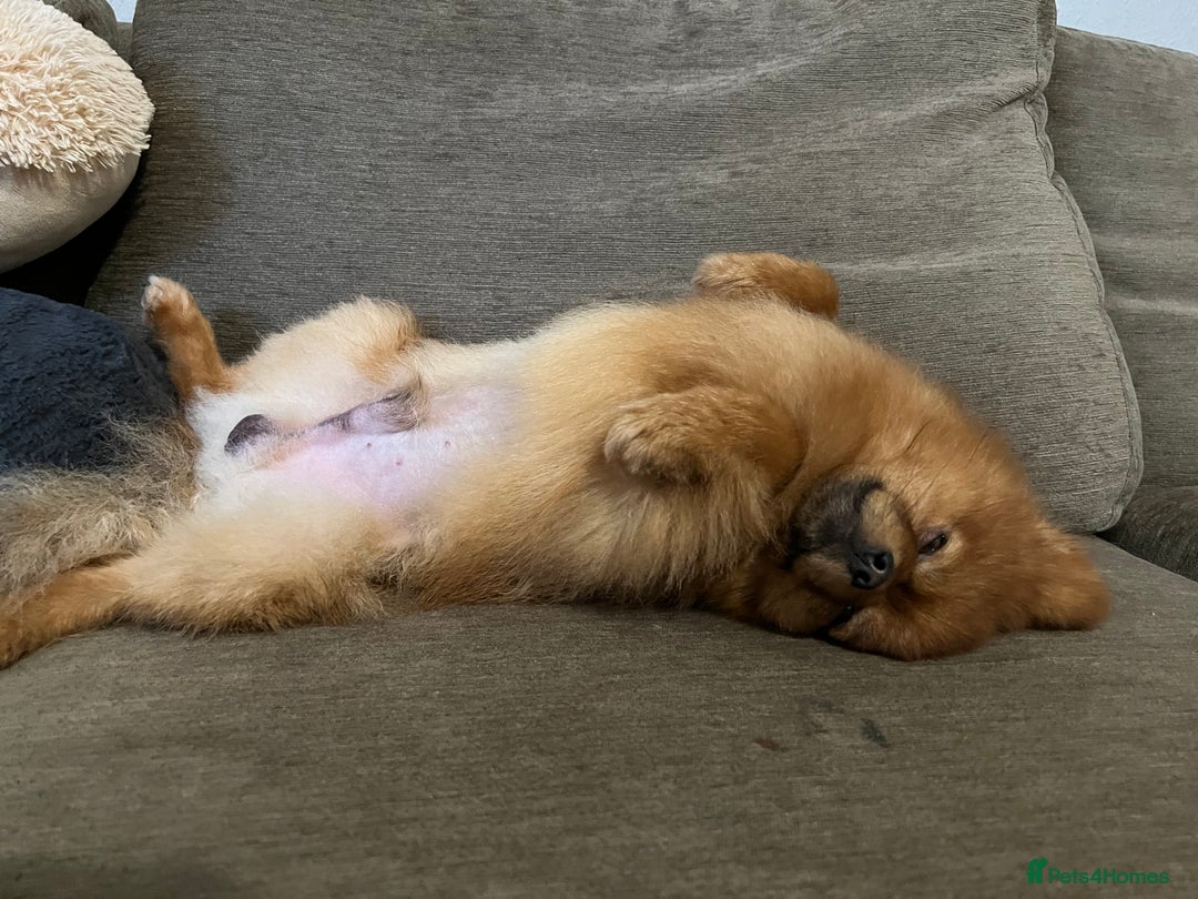 Pomchi dogs for sale: Pomeranian puppy’s  - Advert 21