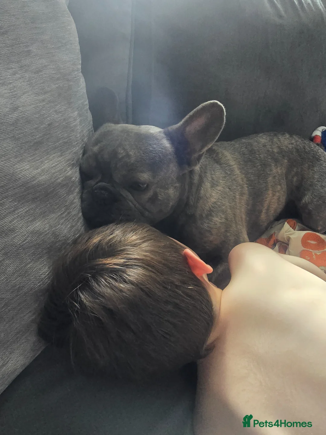 French Bulldog dogs for sale:   Bam in Wigan - Advert 2