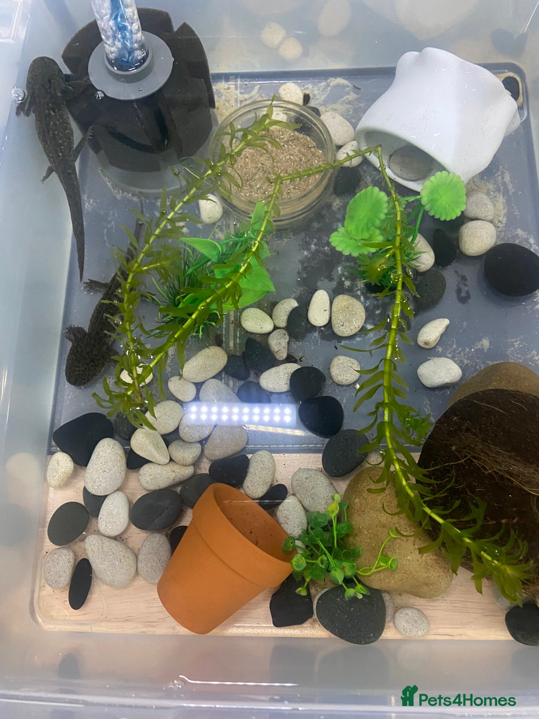 Axolotl reptiles for sale: Pair of breeding axolotls  - Advert 12