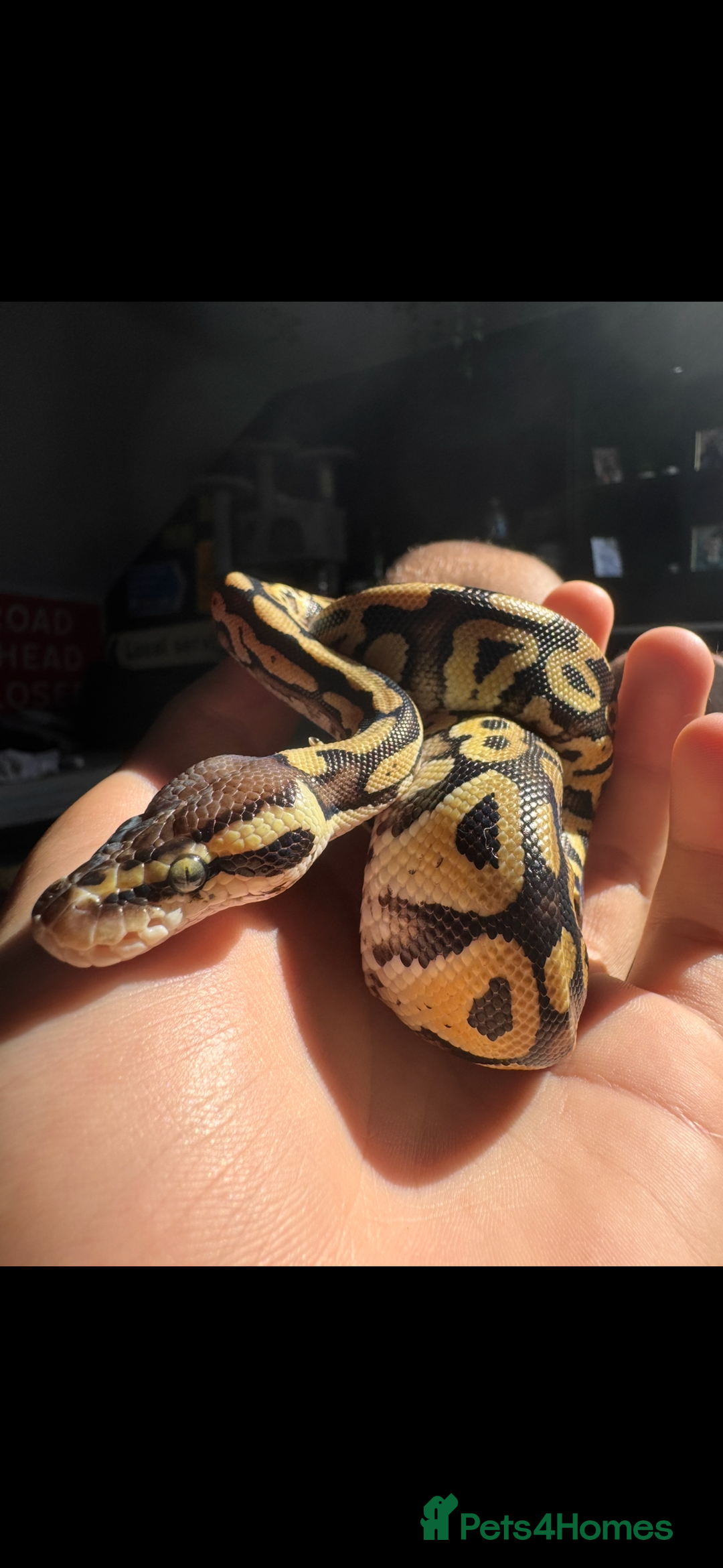 Python Snake reptiles for sale: Royal/Ball python x2 - Advert 6