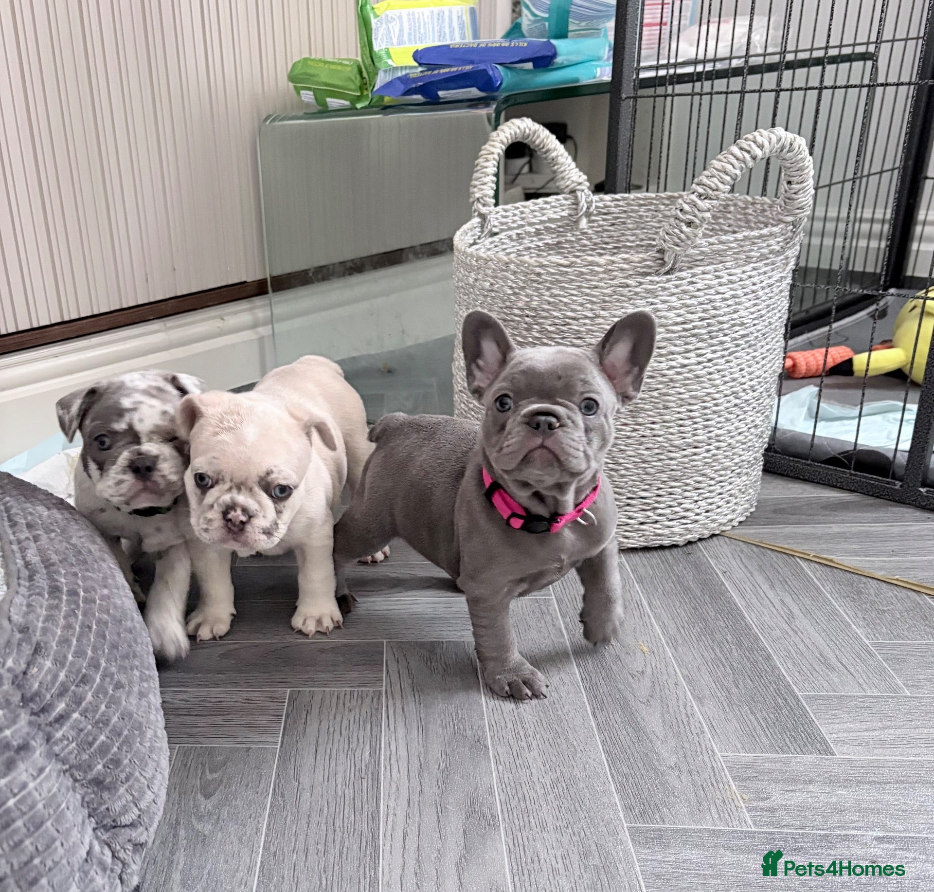 French Bulldog dogs French bulldog  - Advert 2