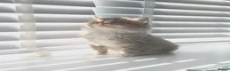 British Longhair cats for sale: Stunning British Longhair Kittens  - Advert 23