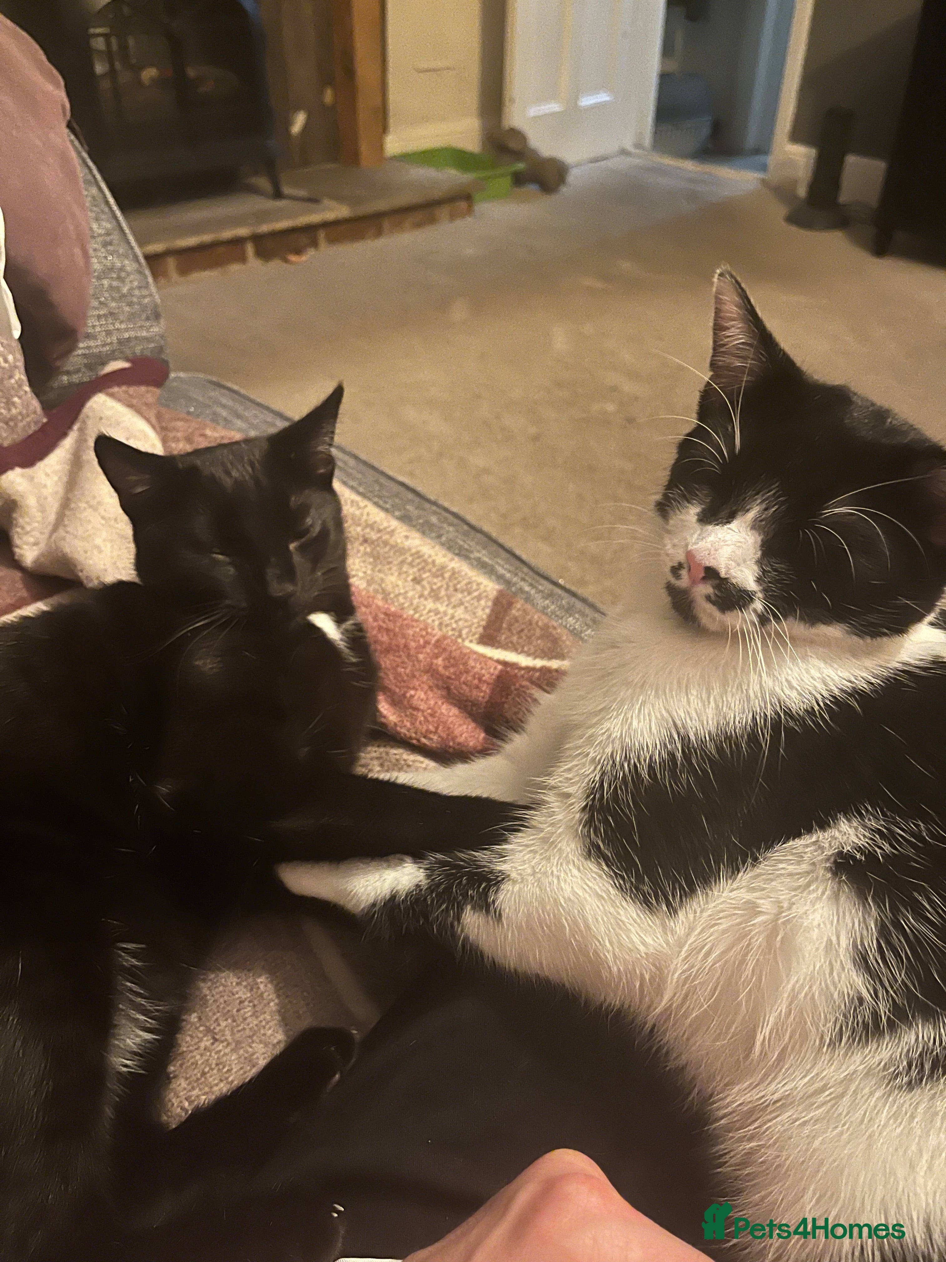 Mixed Breed cats Beautiful , affectionate male cats - Advert 1