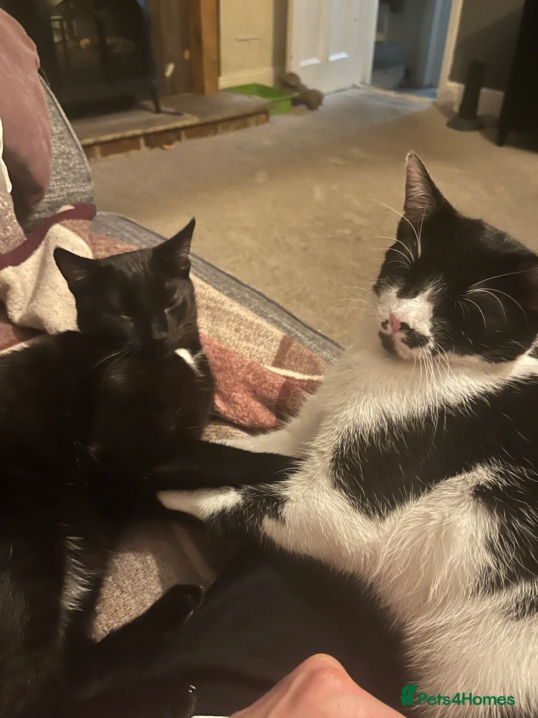 Mixed Breed cats for sale: Beautiful , affectionate male cats - Advert 1