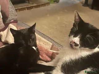 Mixed Breed cats Beautiful , affectionate male cats - Advert 1