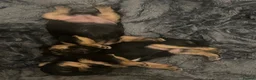 Yorkshire Terrier dogs for sale: Yorkshire terriers  - Advert 2