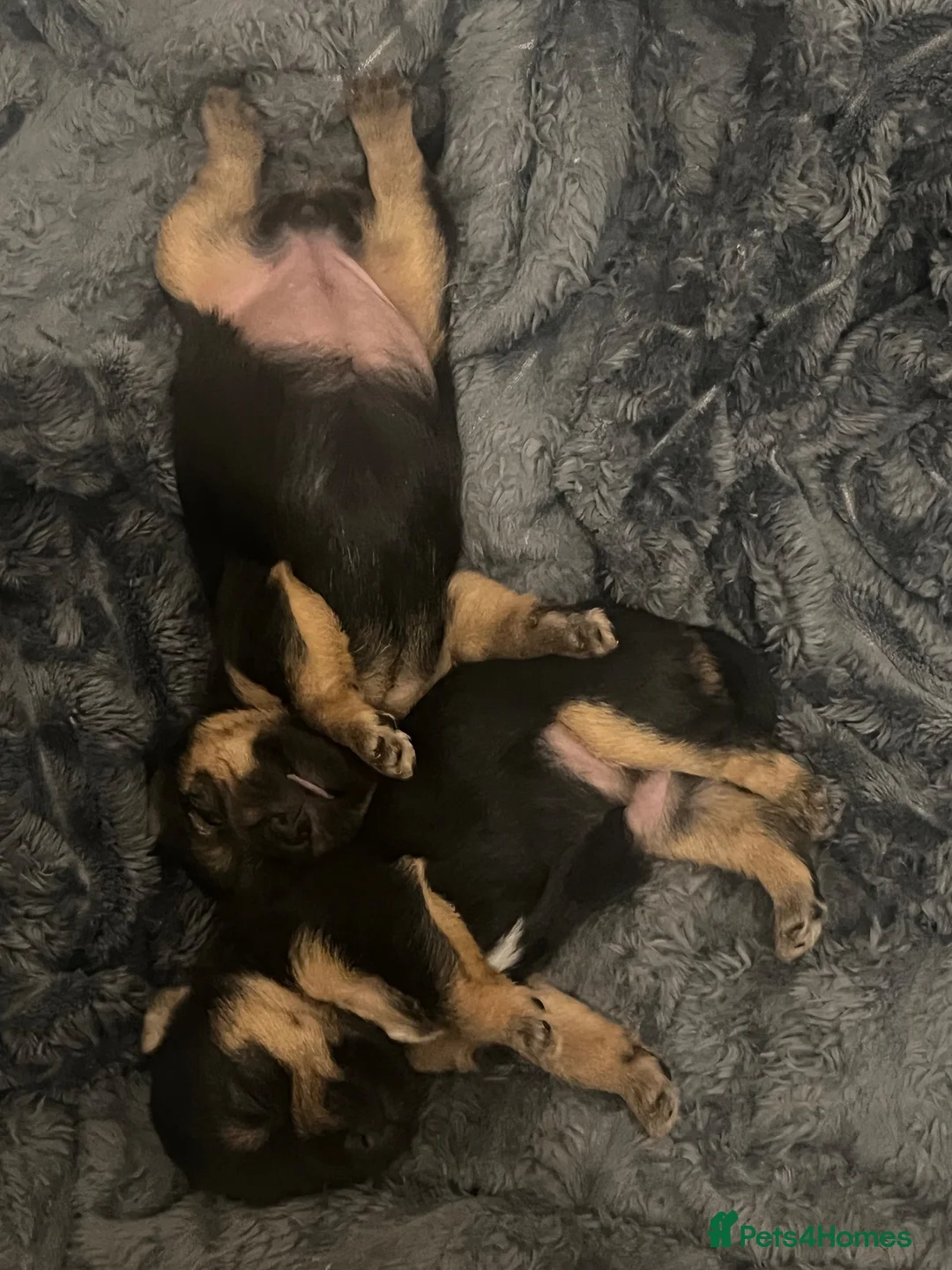 Yorkshire Terrier dogs for sale: Yorkshire terriers  - Advert 2