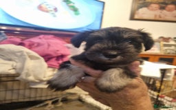 Miniature Schnauzer dogs for sale: 6week old miniature schnauzers - Image 4