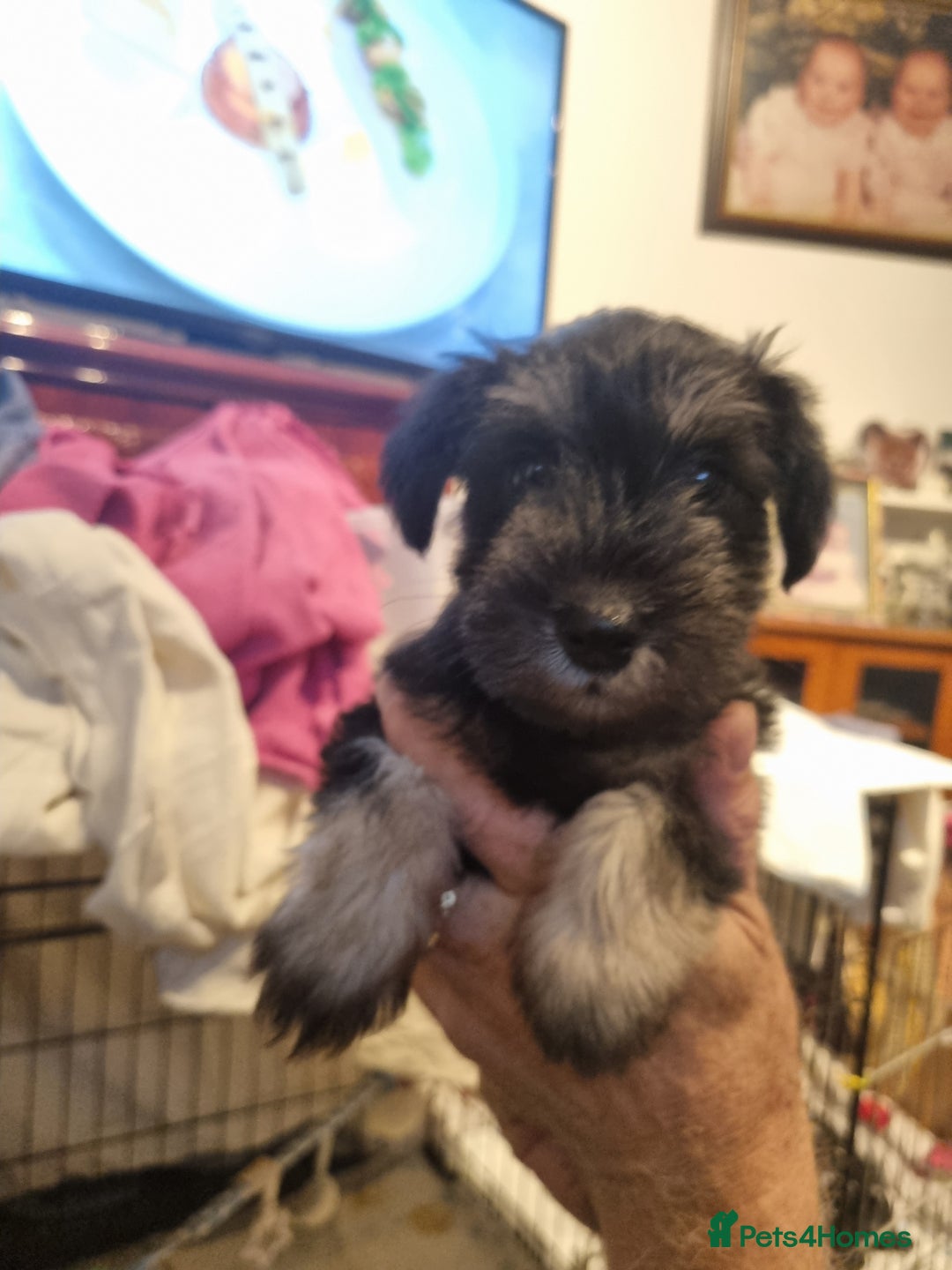 Miniature Schnauzer dogs for sale: 6week old miniature schnauzers - Image 4