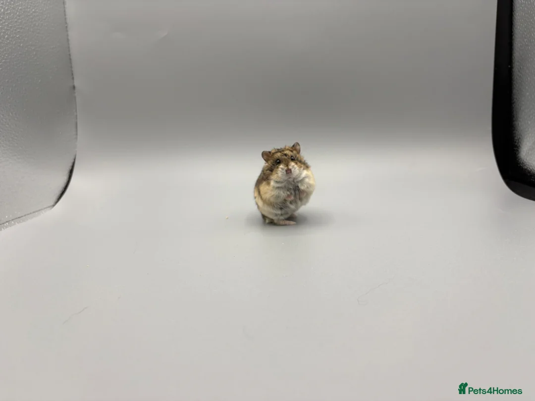 Hamster rodents for sale: Pedigree Syrian and dwarf hamsters - Advert 25