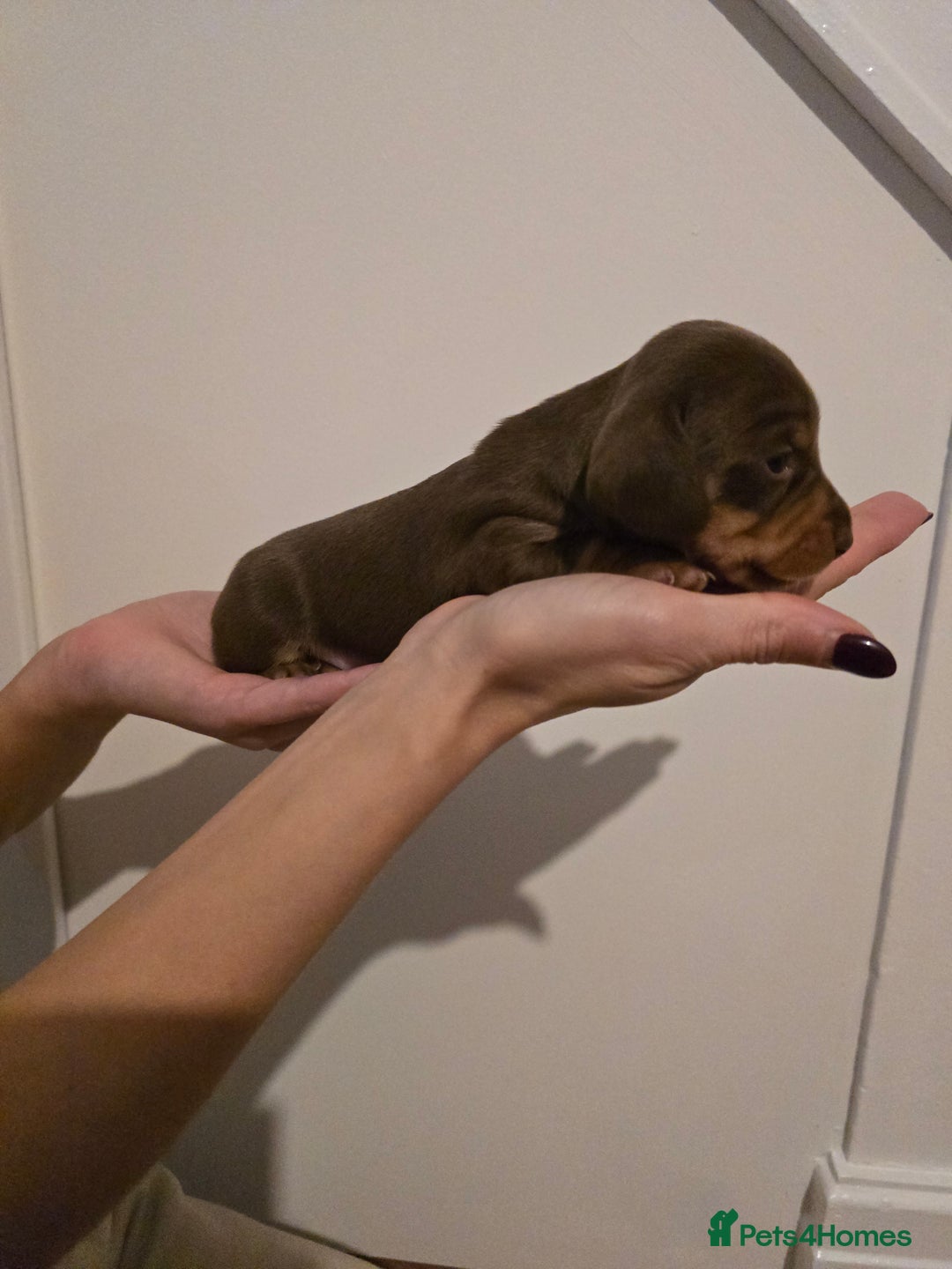 Miniature Dachshund dogs for sale: CHAMPION KC REG MINIATURE DACHSHUND PUPS.  - Image 15