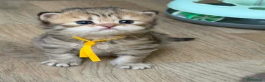 British Longhair Kitten 3
