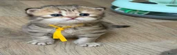 British Longhair cats for sale: ⭐️GORGEOUS BRITISH LONGHAIR KITTENS ⭐️ - Advert 11