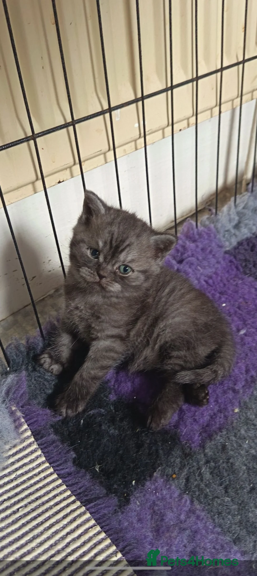 British Shorthair cats for sale: *Beautiful BSH Babies*Health Tested Parents* - Advert 2