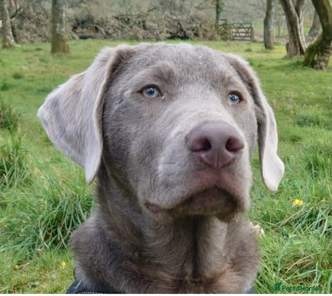 Labrador Retriever dogs for stud: Silver Labrador stud in Ware - Advert 5