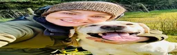 Labrador Retriever dogs for stud: Yellow Working Labrador Gundog HEALTH TESTED in Chorley - Advert 6