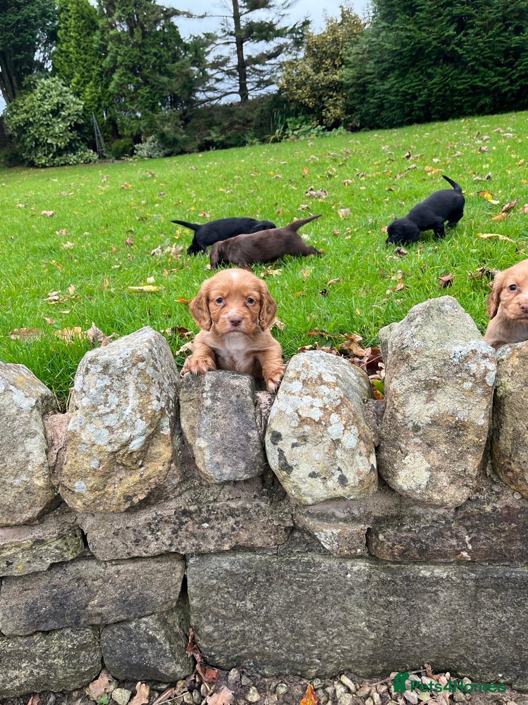 Cocker Spaniel dogs for sale: Cocker spaniel puppies  - Image 5
