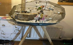 Lovebirds birds for sale: Beautiful Pair of Opaline fischer Lovebirds - Image 5