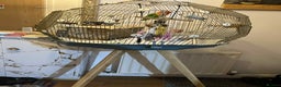 Lovebirds birds for sale: Beautiful Pair of Opaline fischer Lovebirds - Advert 5