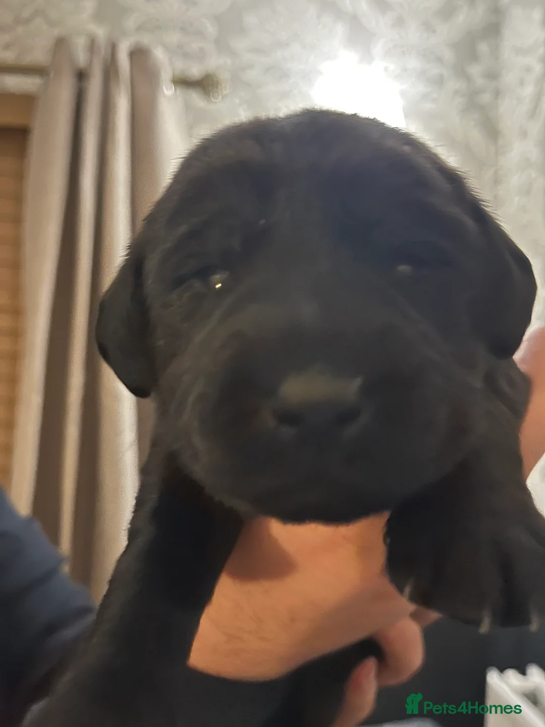 Labrador Retriever dogs for sale: Beautiful Labrador Retriever pups - Advert 8