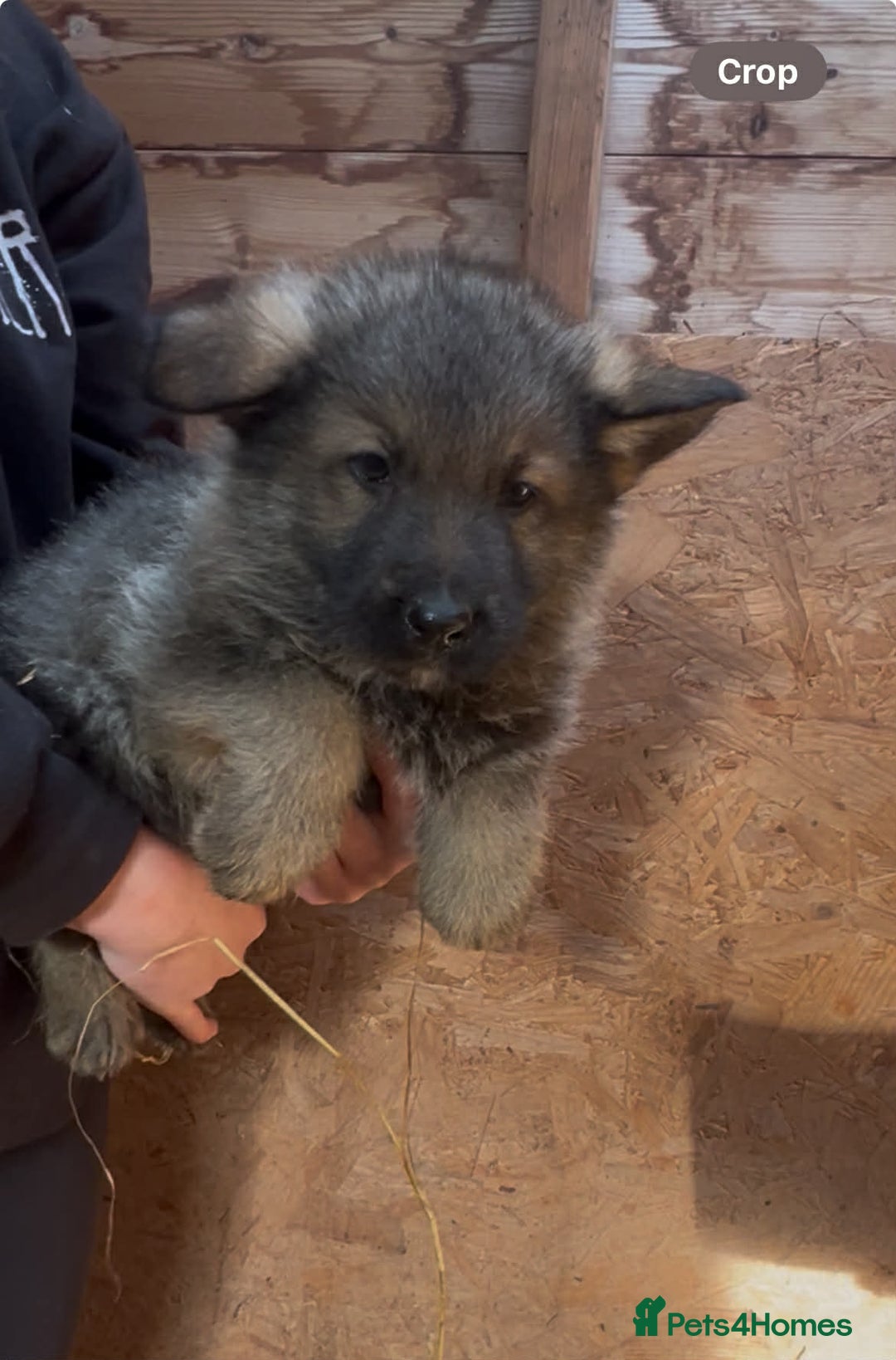 German Shepherd dogs for sale: German shepherd puppies  - Advert 15