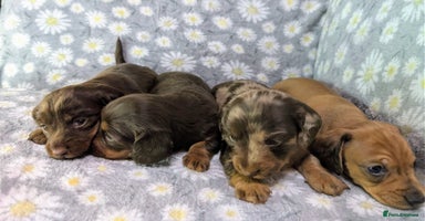 Miniature Dachshund dogs - Advert 14