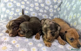 Miniature Dachshund dogs - Advert 8
