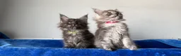 Maine Coon cats for sale: Maine coon kittens registered with GCCF - Advert 35