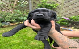 Labrador Retriever dogs for sale: Labrador puppies  - Image 5