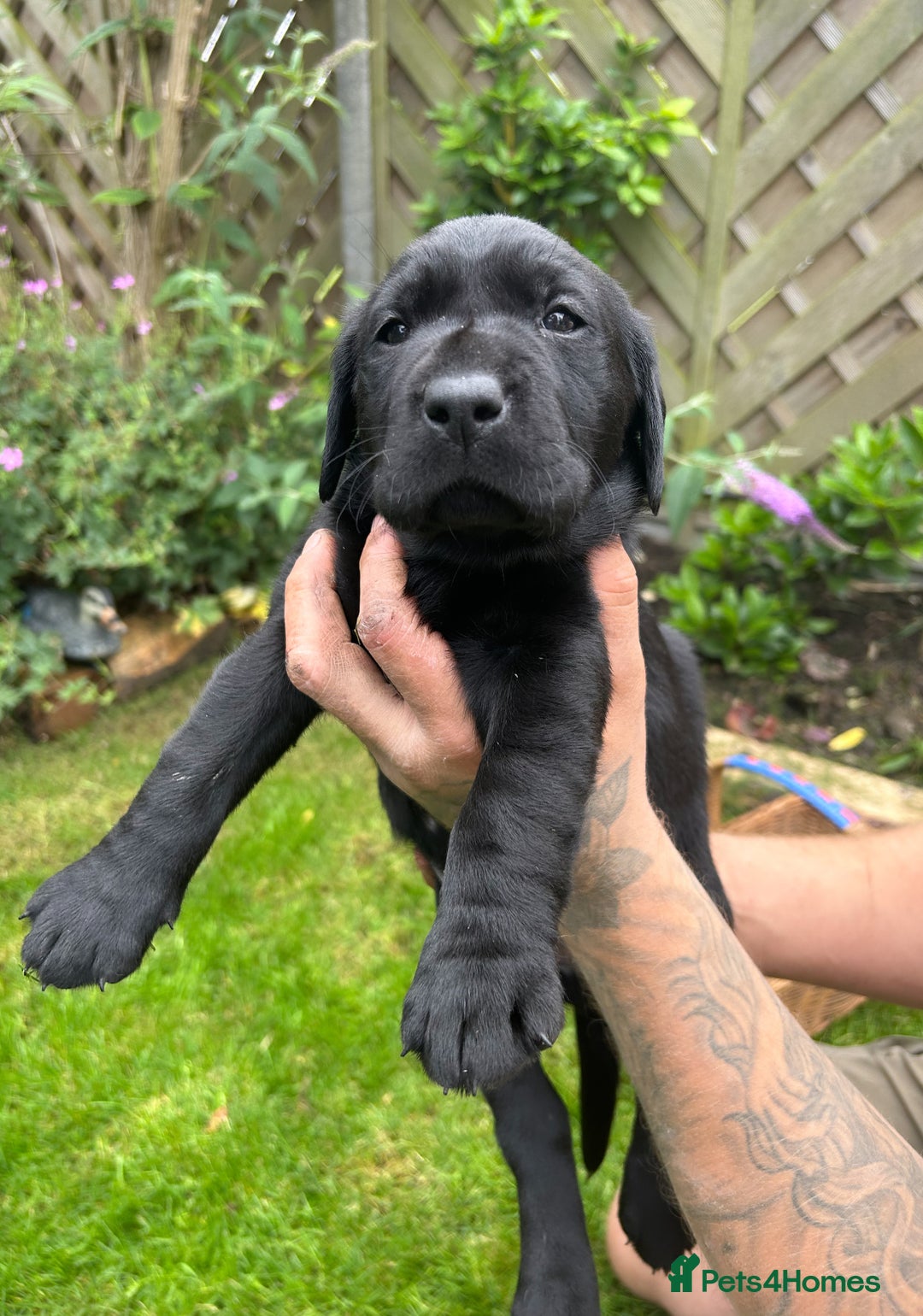 Labrador Retriever dogs for sale: Labrador puppies  - Image 5