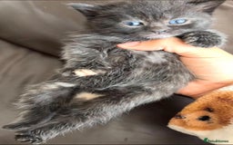 Mixed Breed cats for sale: toritoshell kittens  - Image 3