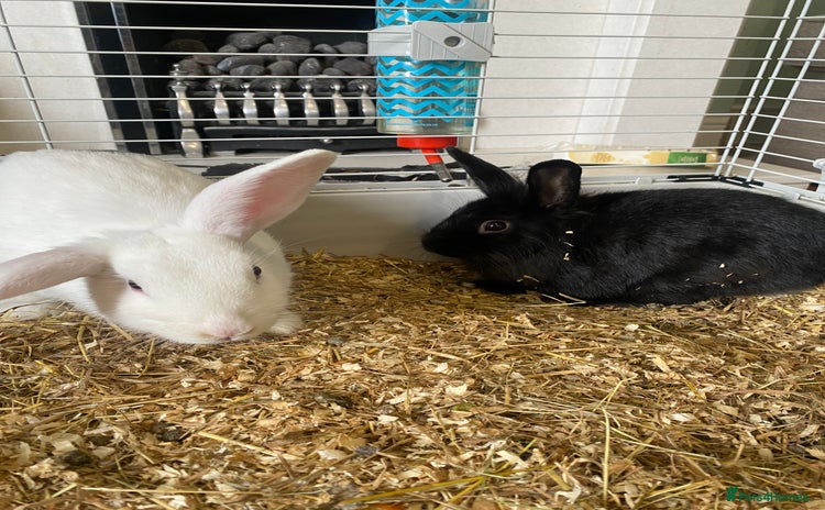Mixed Breed rabbits - Advert 13