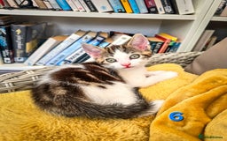 Mixed Breed cats for sale: 7 adorable kittens looking for loving homes - Image 13