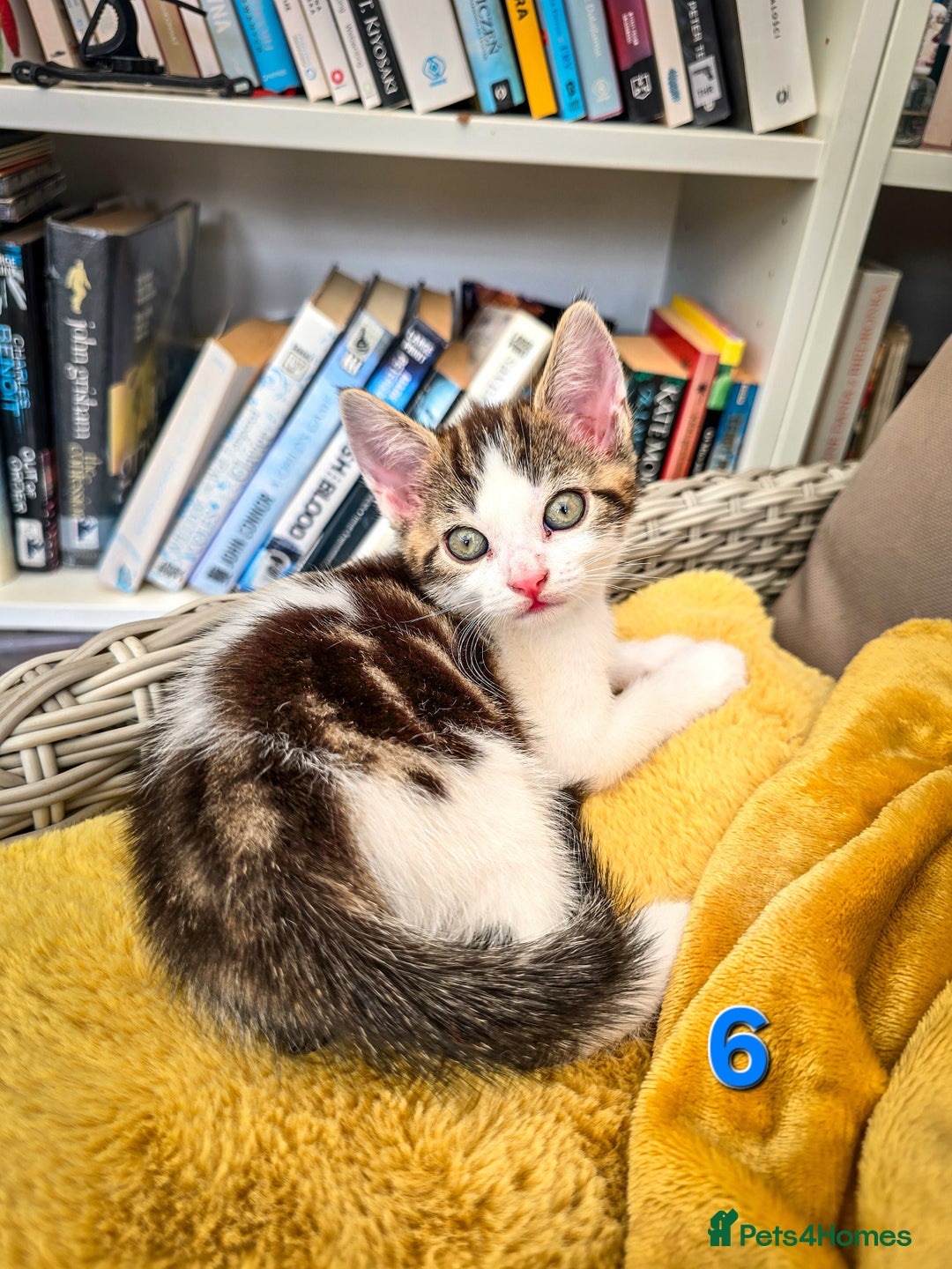 Mixed Breed cats for sale: 7 adorable kittens looking for loving homes - Image 13