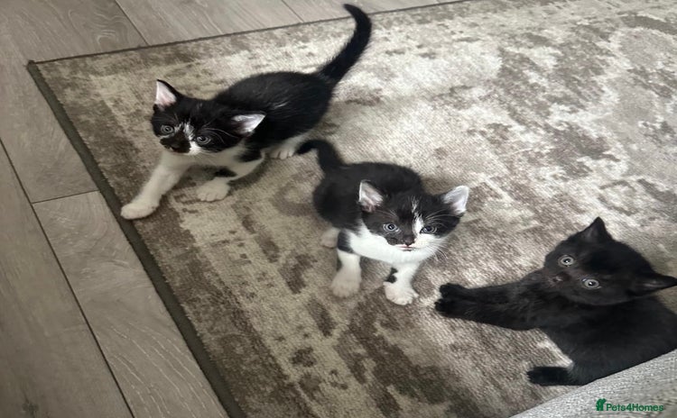 Domestic Shorthair cats - Advert 3