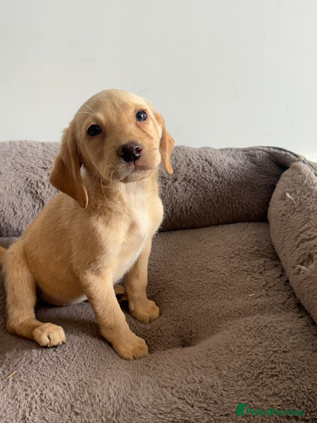 Labrador Retriever dogs for sale: Labrador puppies ready now  - Image 5