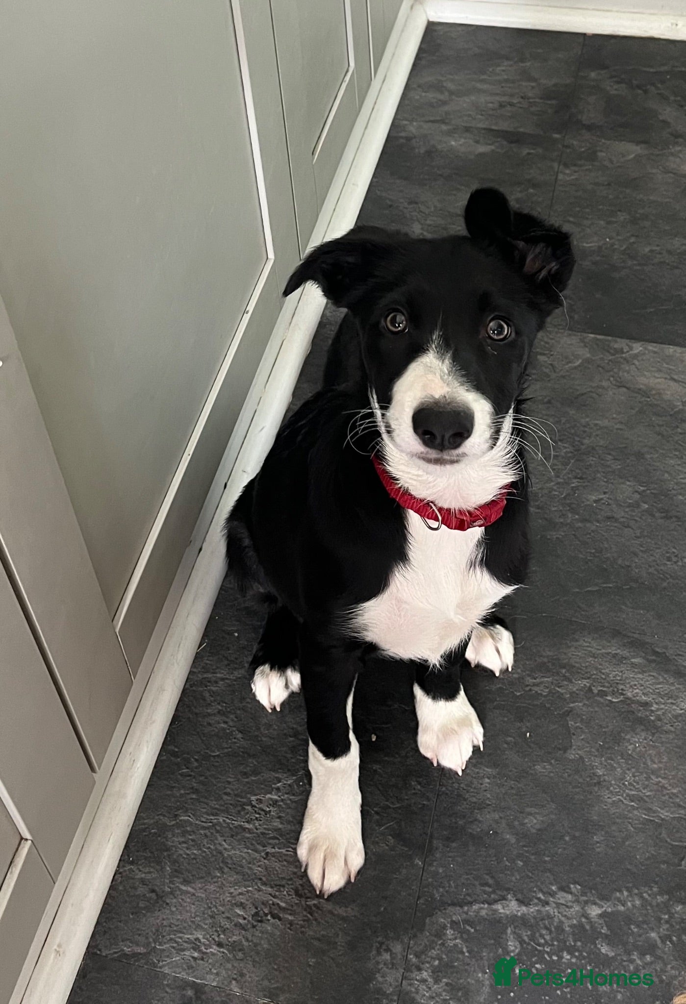 Border Collie dogs 1 Beautiful Very special border collie girl  - Advert 1