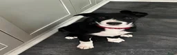 Border Collie dogs for sale: 1 Beautiful Very special border collie girl  - Advert 1