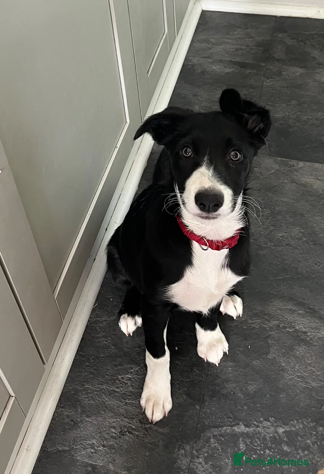 Border Collie dogs for sale: 1 Beautiful Very special border collie girl  - Advert 1