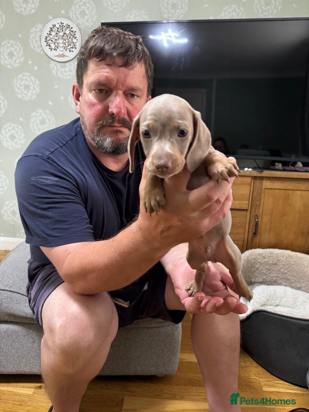 Dachshund dogs for sale: Dachshund puppies  in Driffield - Image 20
