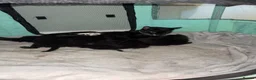 Domestic Shorthair cats for sale: 4 beautiful kittens looking for a loving home - Advert 14