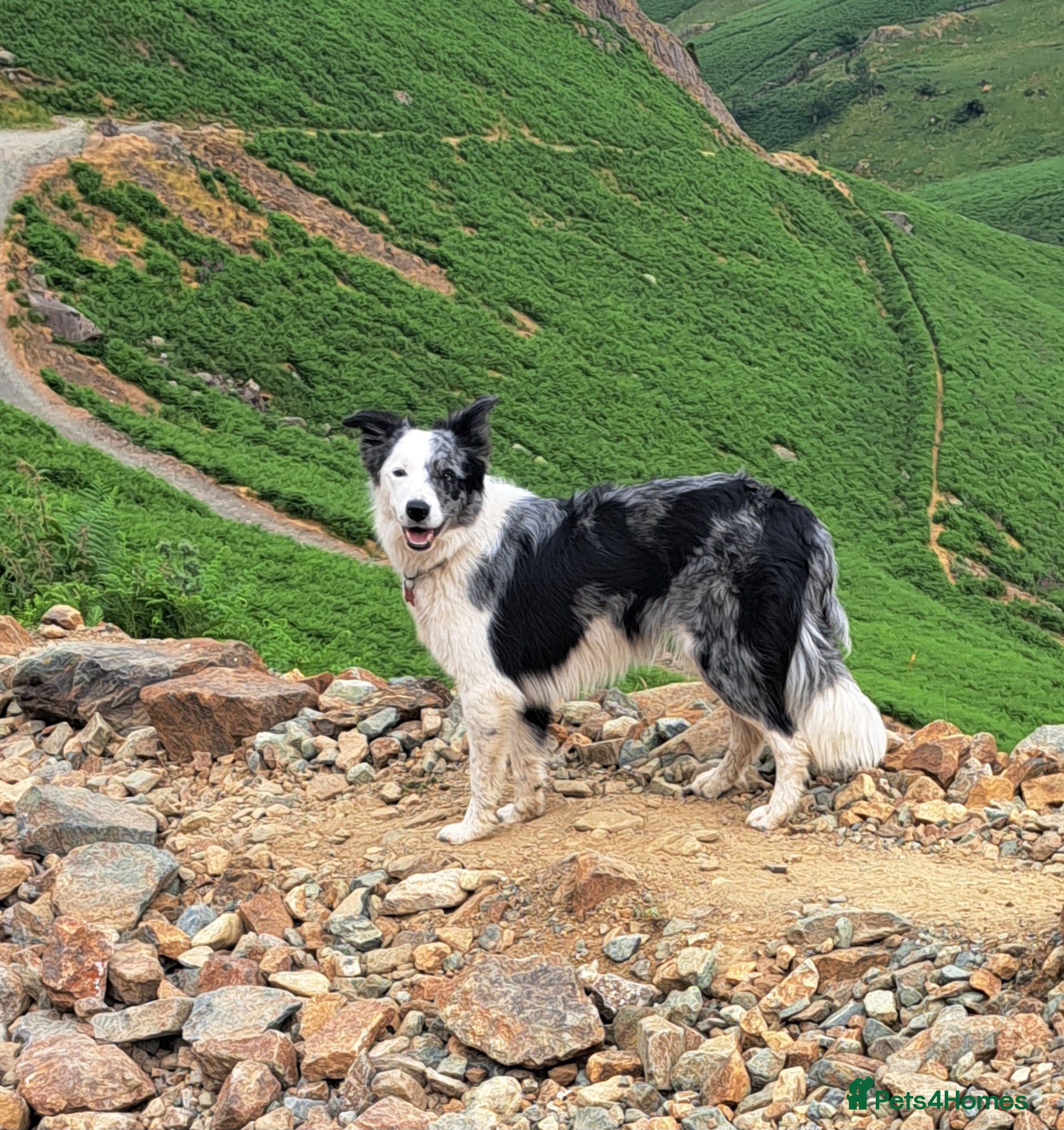 Border Collie dogs Merle Boarder collies - Advert 6