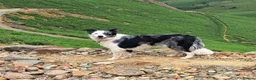 Border Collie dogs for sale: Merle Boarder collies - Advert 1