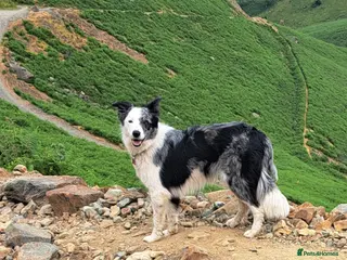 Border Collie dogs Merle Boarder collies - Advert 6