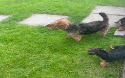 Welsh Terrier dogs for sale: Welsh terrier puppies - Image 4