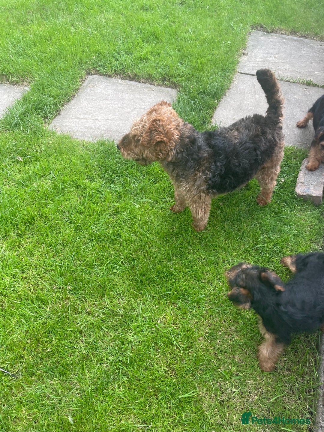 Welsh Terrier dogs for sale: Welsh terrier puppies - Image 4