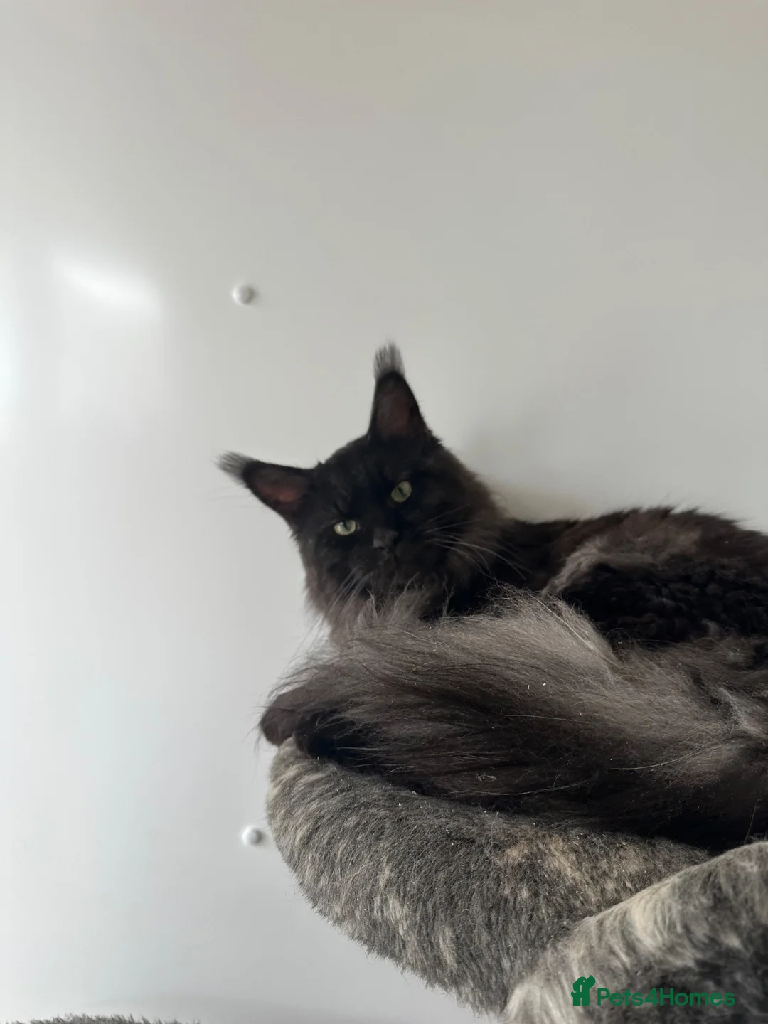 Maine Coon cats for stud: Black smoke stud - Advert 2