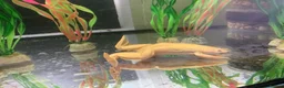 Frog reptiles for sale: African Black clawed aquatic frogs for sale - Advert 3