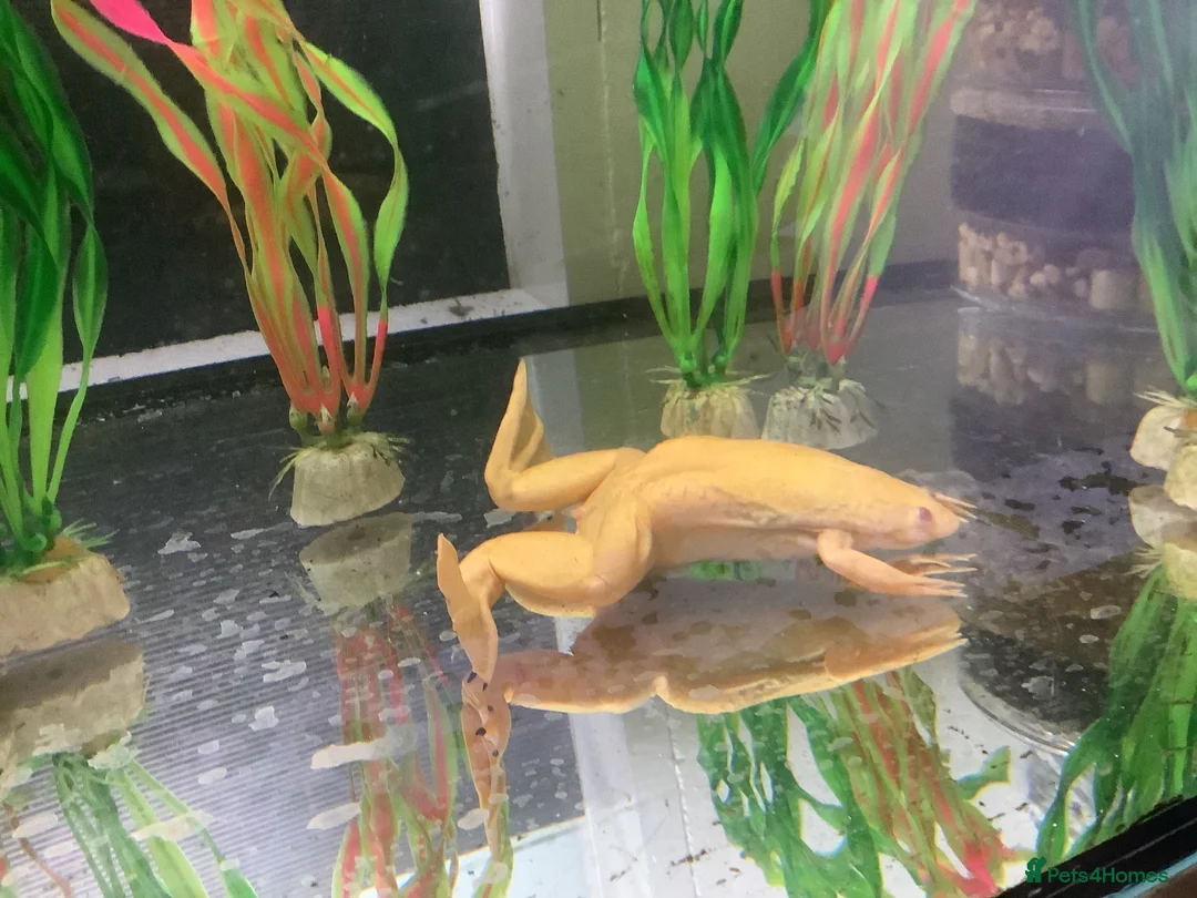Frog reptiles for sale: African Black clawed aquatic frogs for sale - Advert 3
